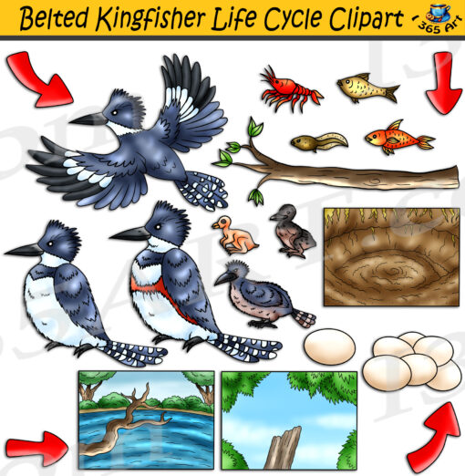 Belted Kingfisher Life Cycle Clipart