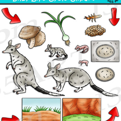 Bilby Life Cycle Clipart