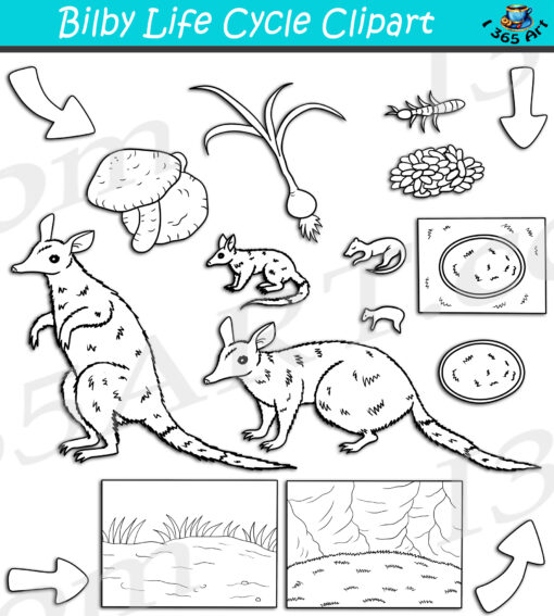 Bilby Life Cycle Clipart