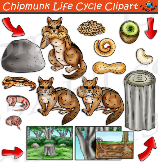 Chipmunk Life Cycle Clipart