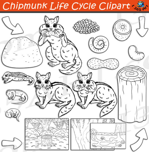 Chipmunk Life Cycle Clipart