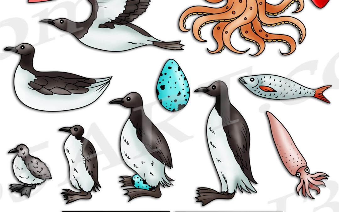 Common Murre Life Cycle Clipart Download