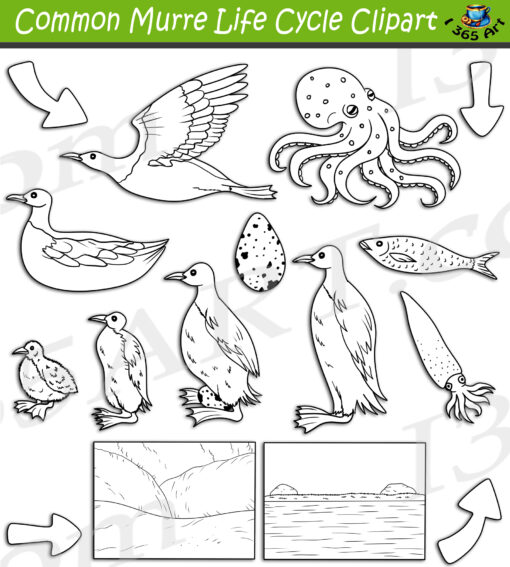 Common Murre Life Cycle Clipart