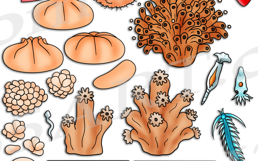 Coral Life Cycle Clipart Set Download