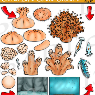 Coral Life Cycle Clipart