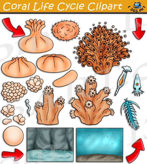 Coral Life Cycle Clipart