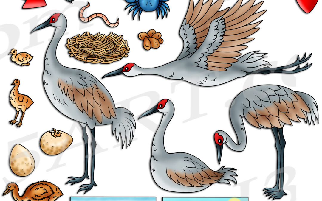 Crane Life Cycle Clipart Set Download