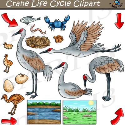 Crane Life Cycle Clipart