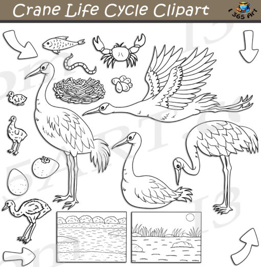 Crane Life Cycle Clipart