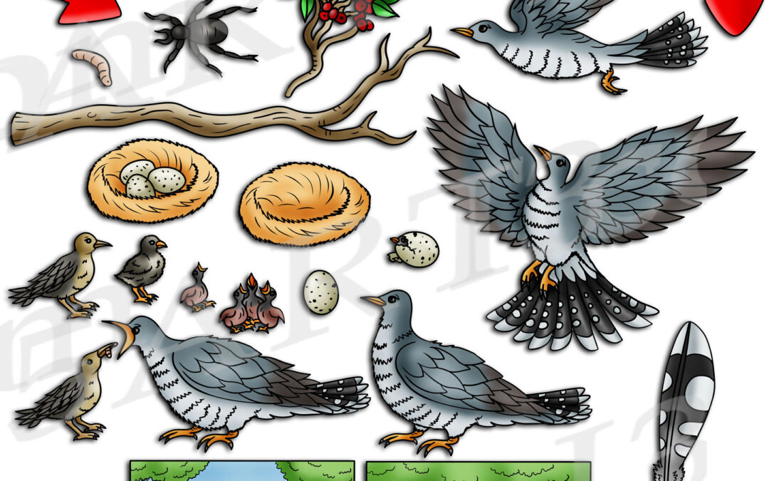 Cuckoo Life Cycle Clipart Set Download