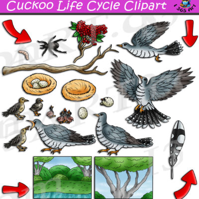 Cuckoo Life Cycle Clipart