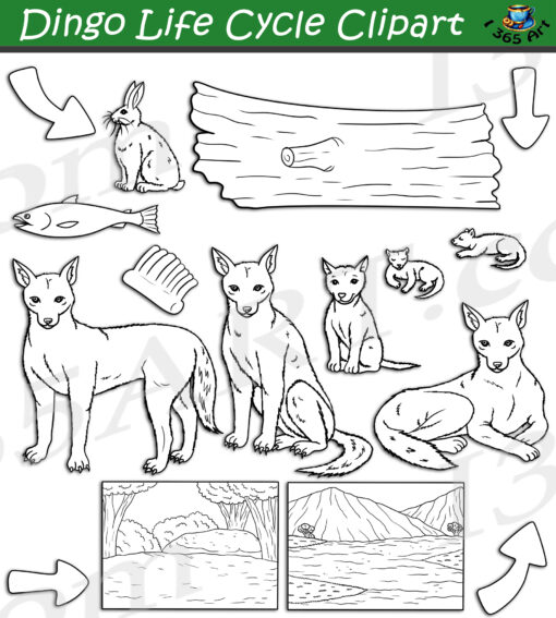 Dingo Life Cycle Clipart