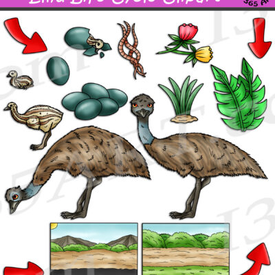 Emu Life Cycle Clipart