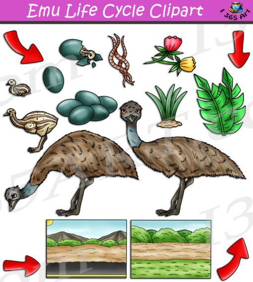 Emu Life Cycle Clipart