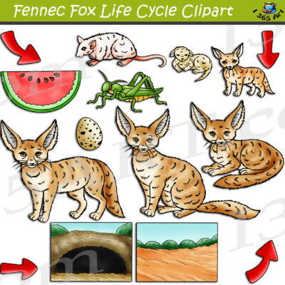 Fennec Fox Life Cycle Clipart