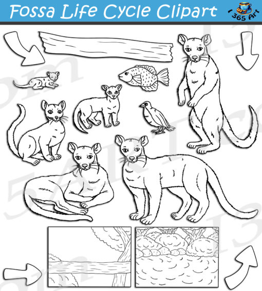 Fossa Life Cycle Clipart