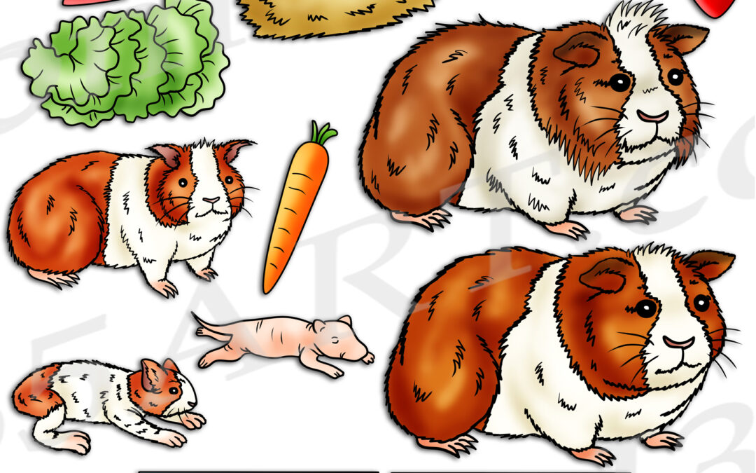 Guinea Pig Life Cycle Clipart Set Download
