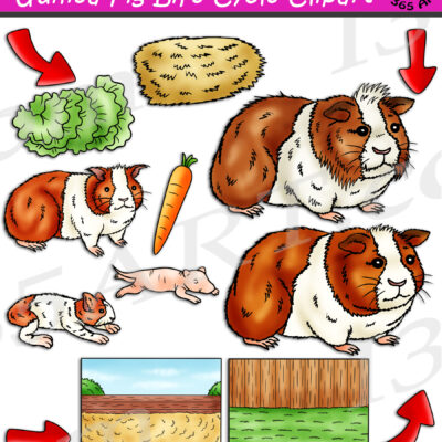 Guinea Pig Life Cycle Clipart