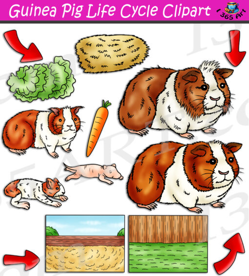Guinea Pig Life Cycle Clipart