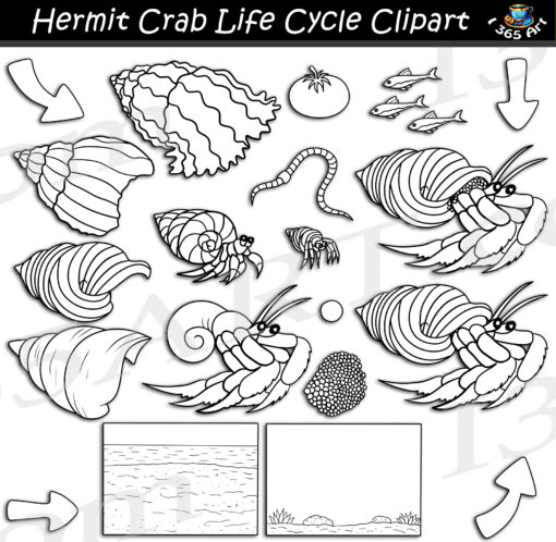 Hermit Crab Life Cycle Clipart