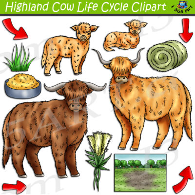 Highland Cow Life Cycle Clipart