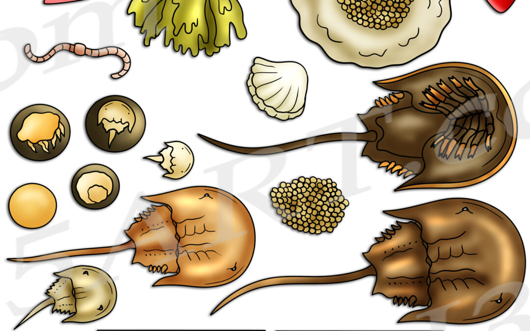 Horseshoe Crab Life Cycle Clipart Set Download