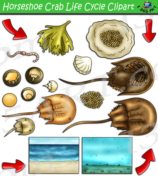 Horseshoe Crab Life Cycle Clipart