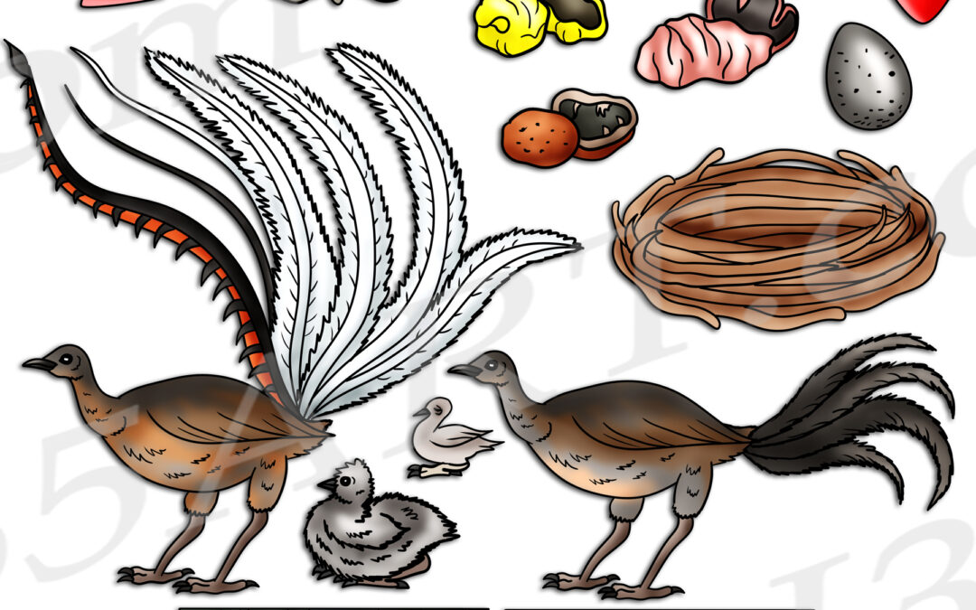 Lyrebird Life Cycle Clipart Set Download