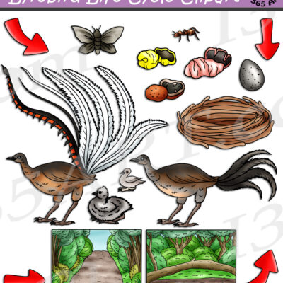 Lyrebird Life Cycle Clipart