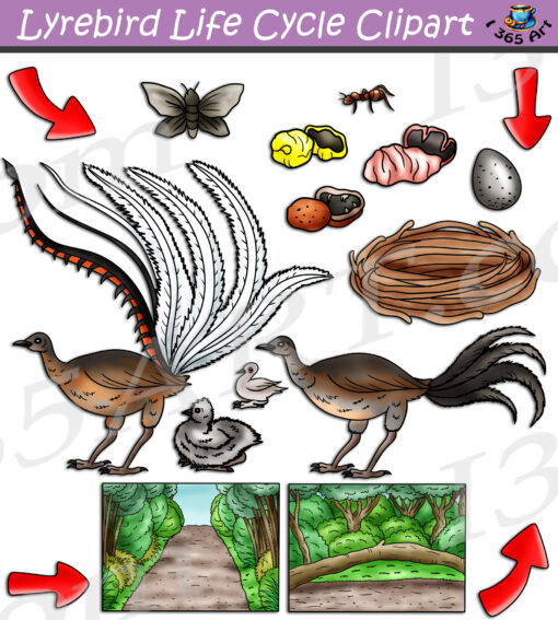 Lyrebird Life Cycle Clipart