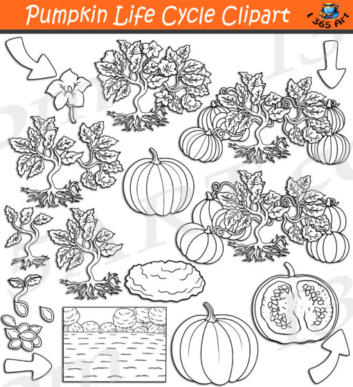 Pumpkin Life Cycle Clipart