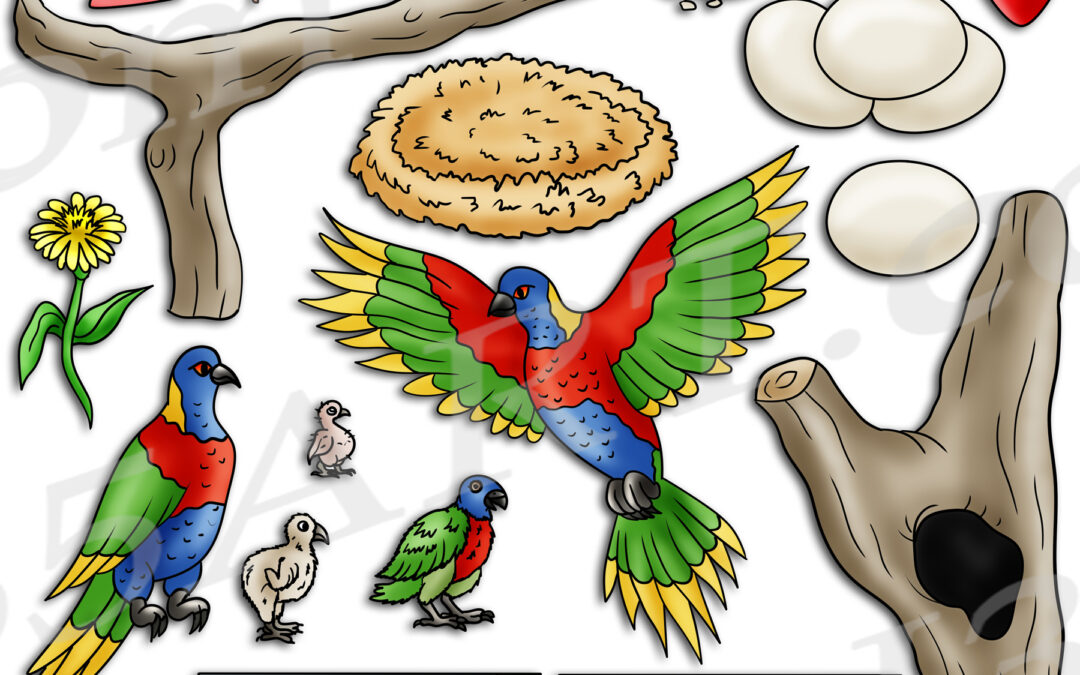 Rainbow Lorikeet Life Cycle Clipart Set Download