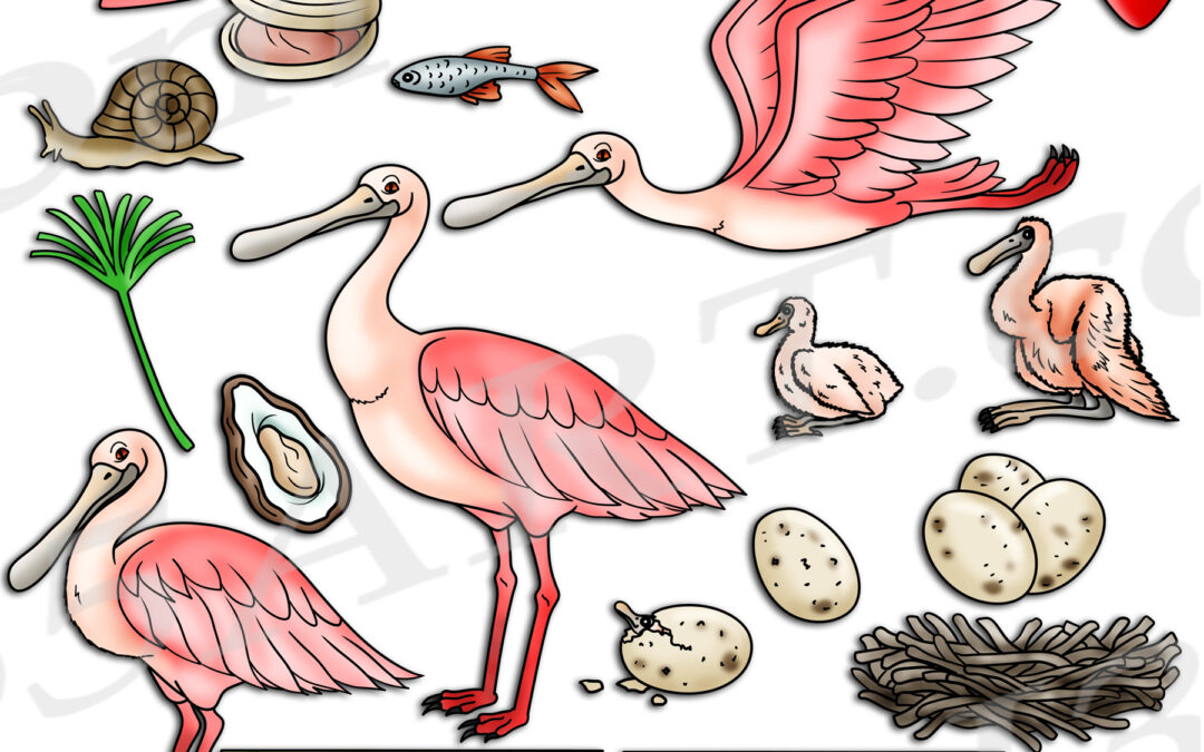 Roseate Spoonbill Life Cycle Clipart Set Download