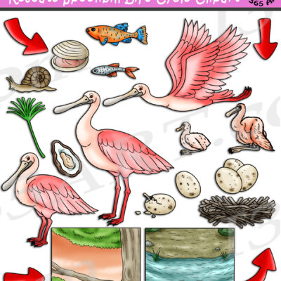 Roseate Spoonbill Life Cycle Clipart