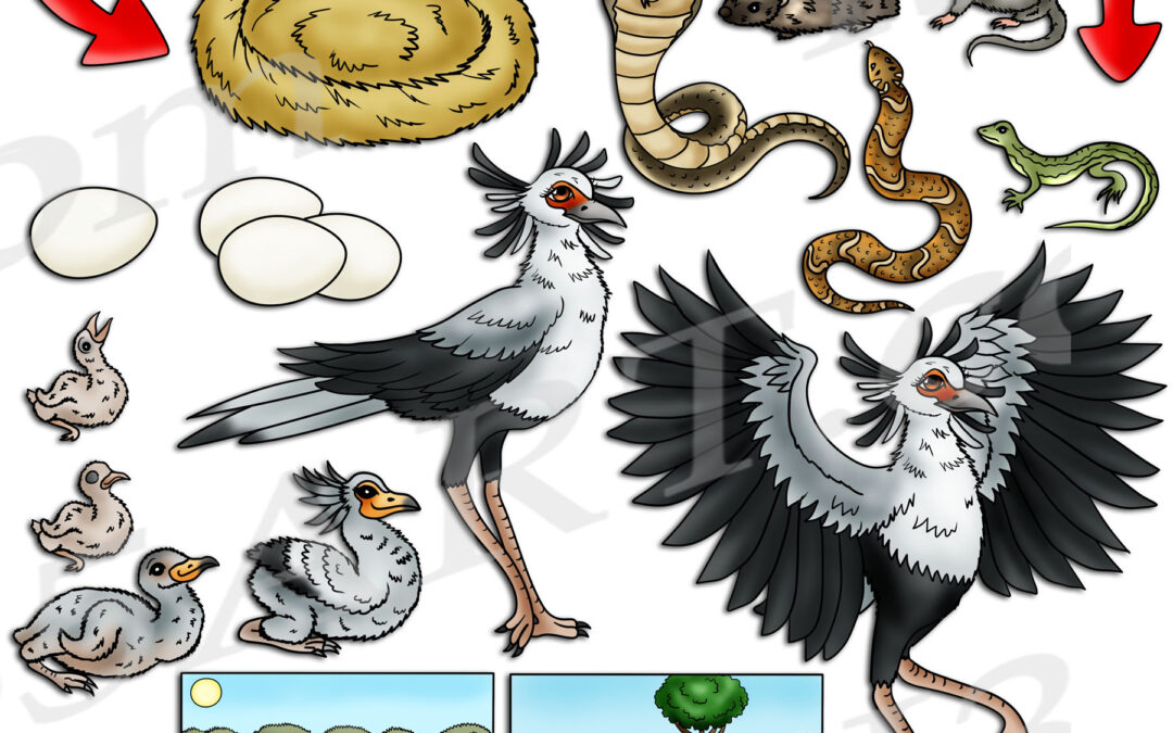 Secretary Bird Life Cycle Clipart Set Download