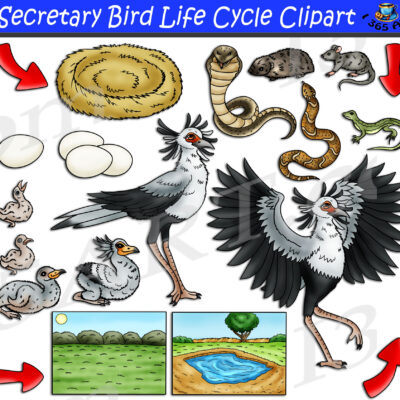 Secretary Bird Life Cycle Clipart