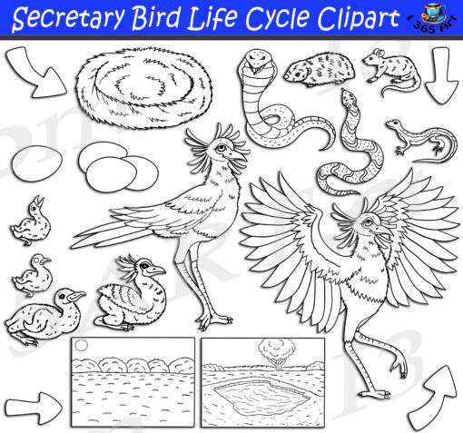 Secretary Bird Life Cycle Clipart