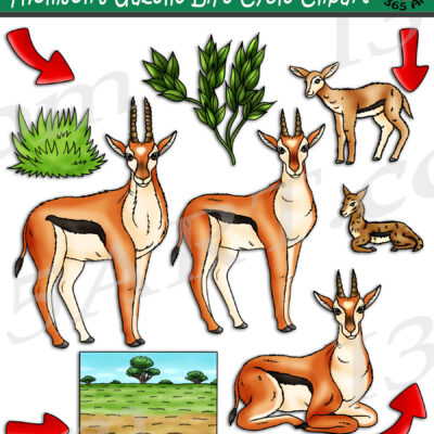 Thomson's Gazelle Life Cycle Clipart
