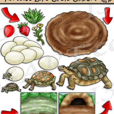 Tortoise Life Cycle Clipart