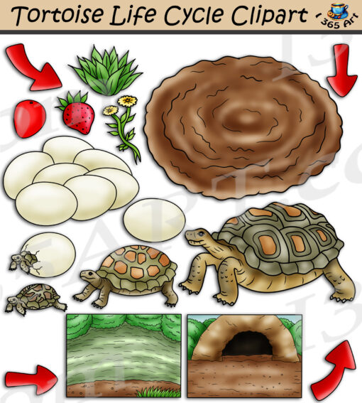 Tortoise Life Cycle Clipart