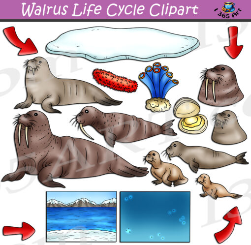 Walrus Life Cycle Clipart