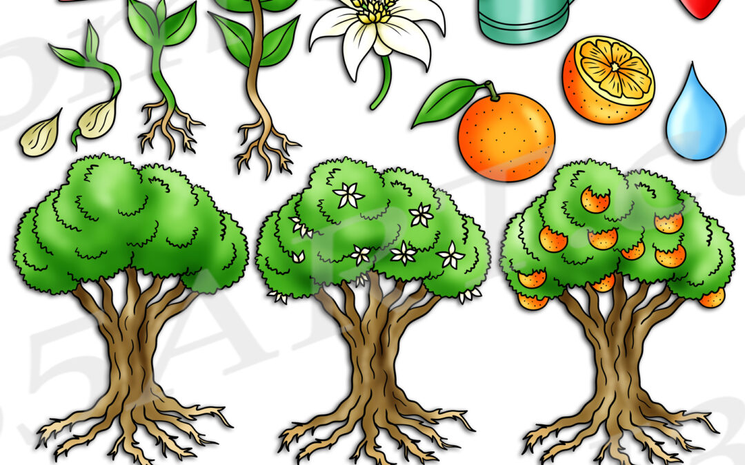 Orange Tree Life Cycle Clipart Set Download