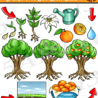 Orange Tree Life Cycle Clipart