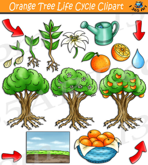 Orange Tree Life Cycle Clipart