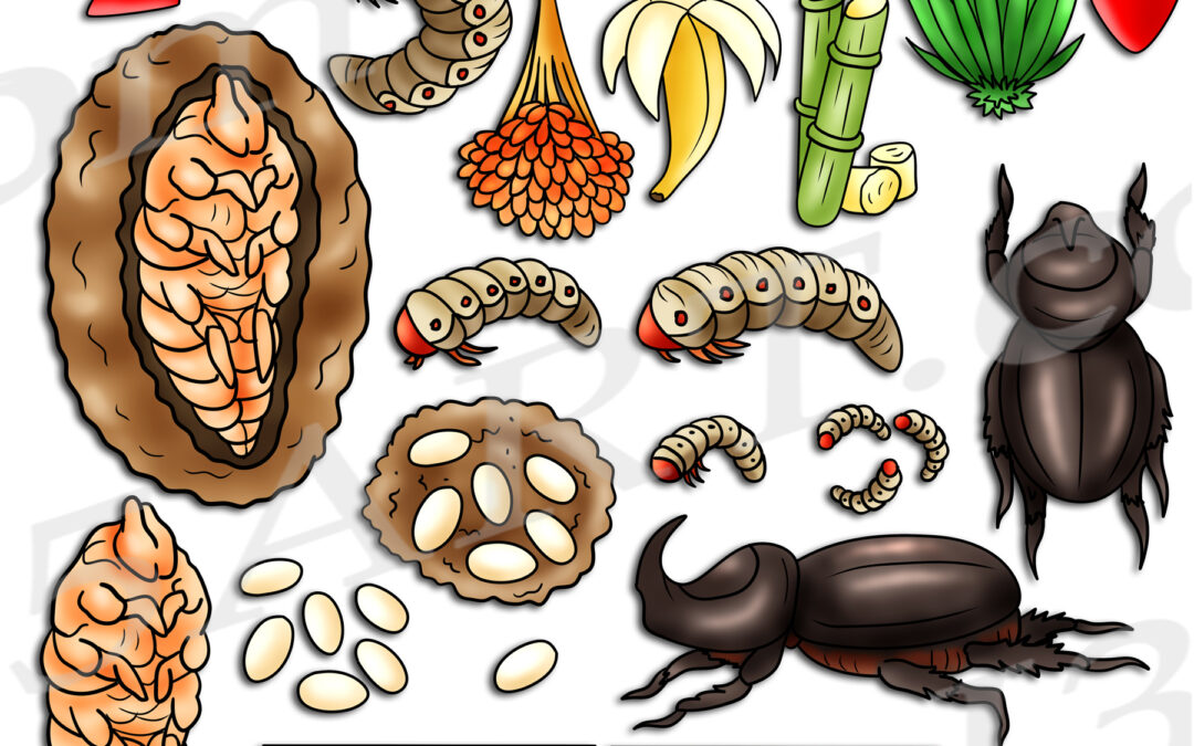 Coconut Rhinoceros Beetle Life Cycle Clipart Set Download