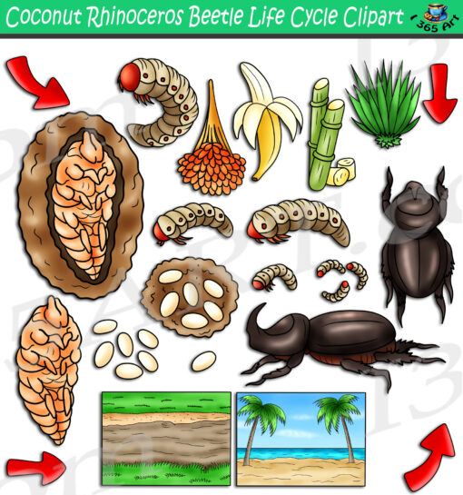 Coconut Rhinoceros Beetle Life Cycle Clipart