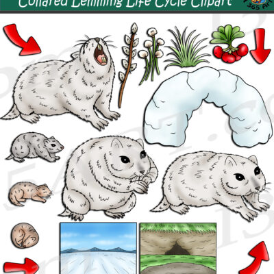 Collared Lemming Life Cycle Clipart