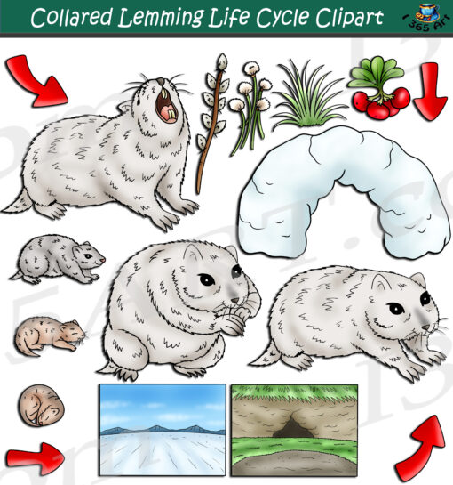 Collared Lemming Life Cycle Clipart