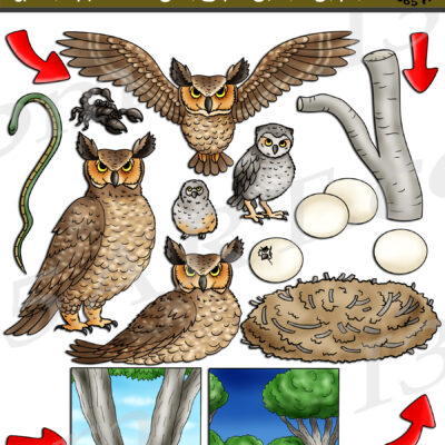 Great Horned Owl Life Cycle Clipart