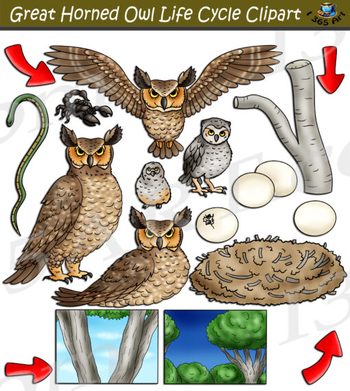 Great Horned Owl Life Cycle Clipart